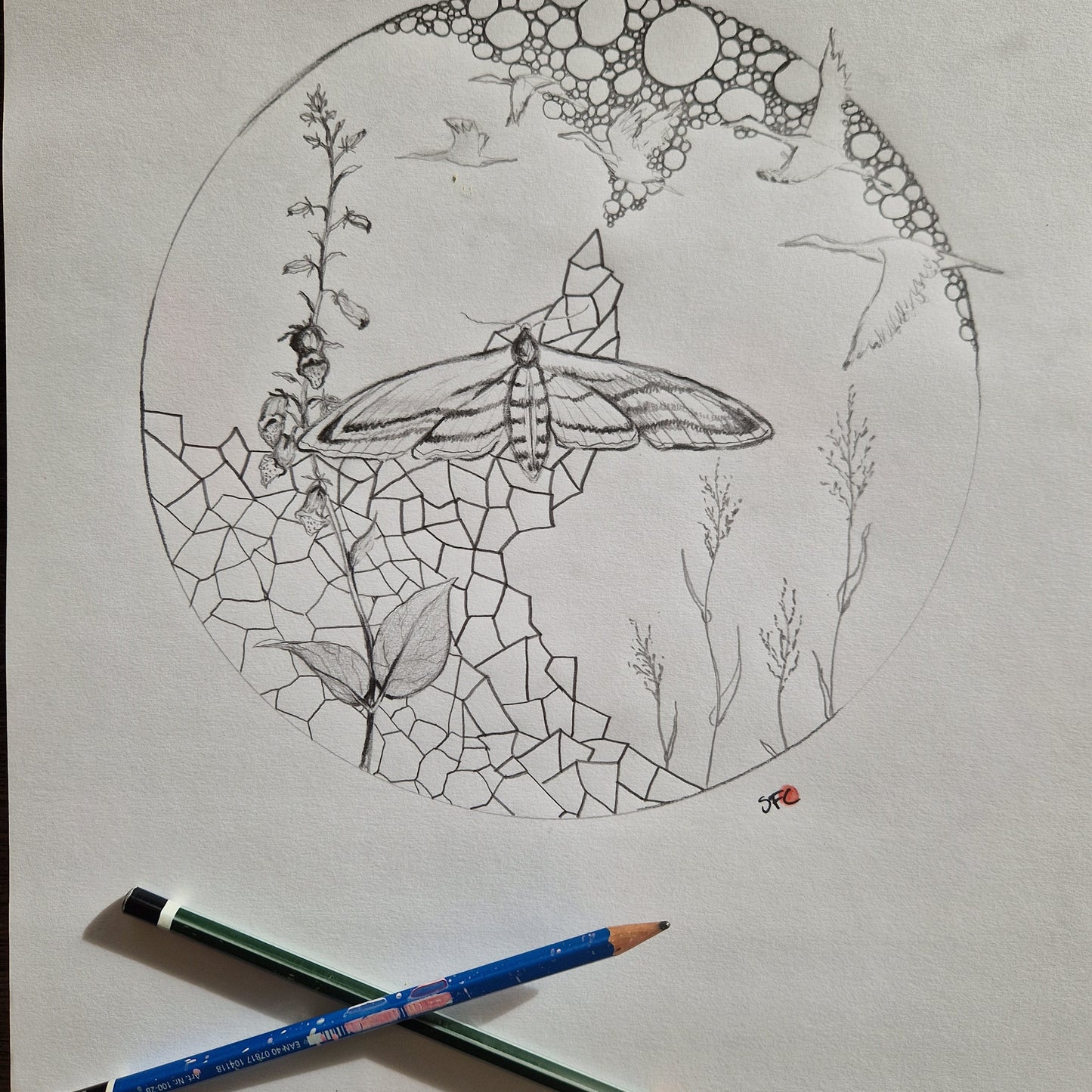 Ligustersværmer | Tegning | Simone Freiheit