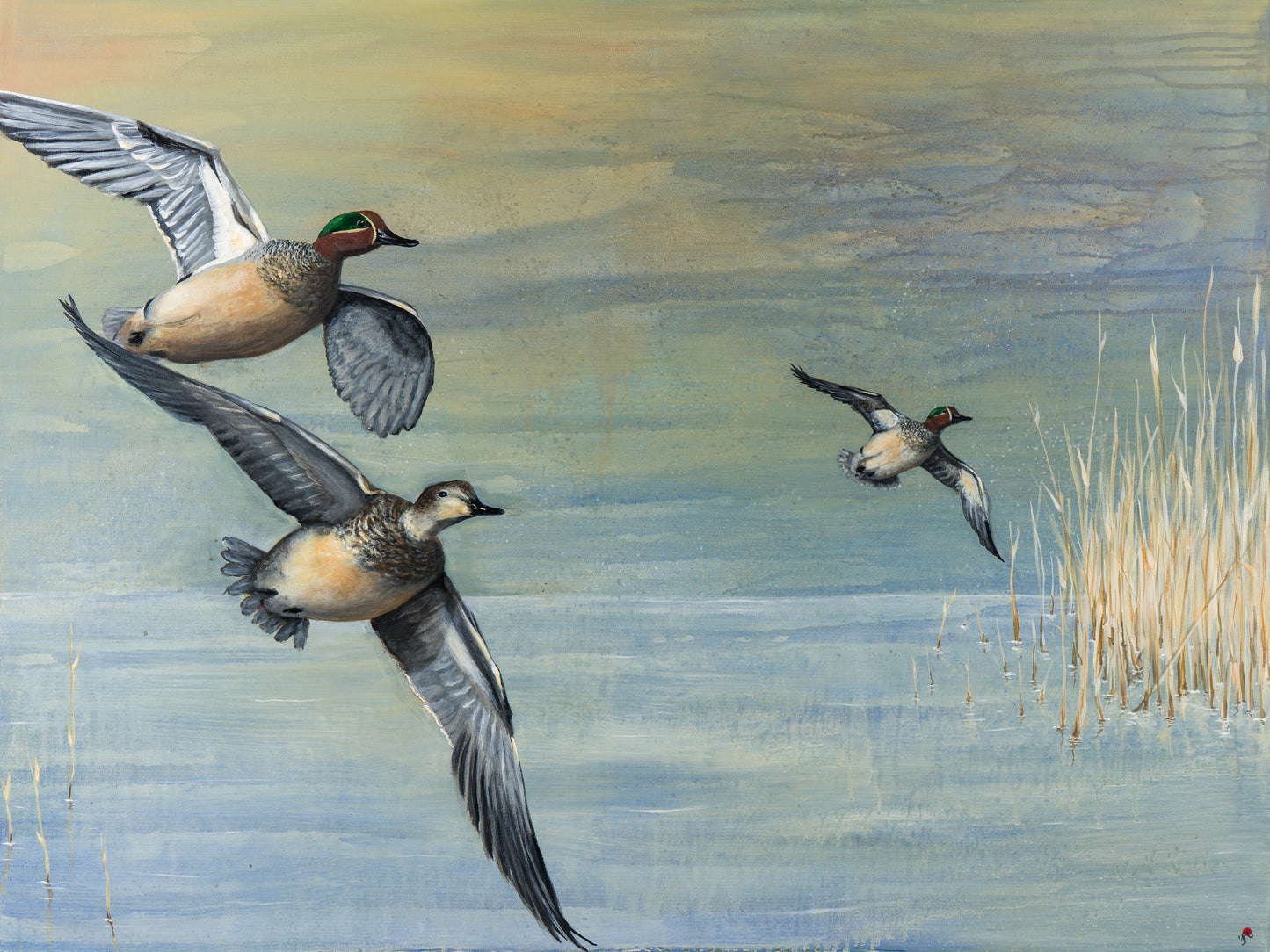 Flyvende Krikænder | Fine Art Giclée print
