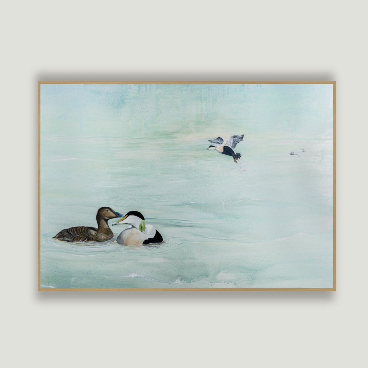 COMMON EIDERS | Fine Art Giclée print