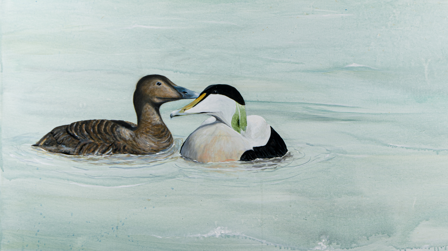 COMMON EIDERS | Original painting | Simone Freiheit